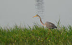 Purple Heron-Ardea purpurea